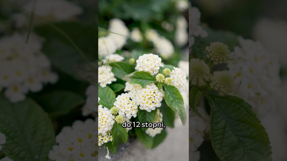 Lantana  #warszawawkwiatach #kwiaty #jesień