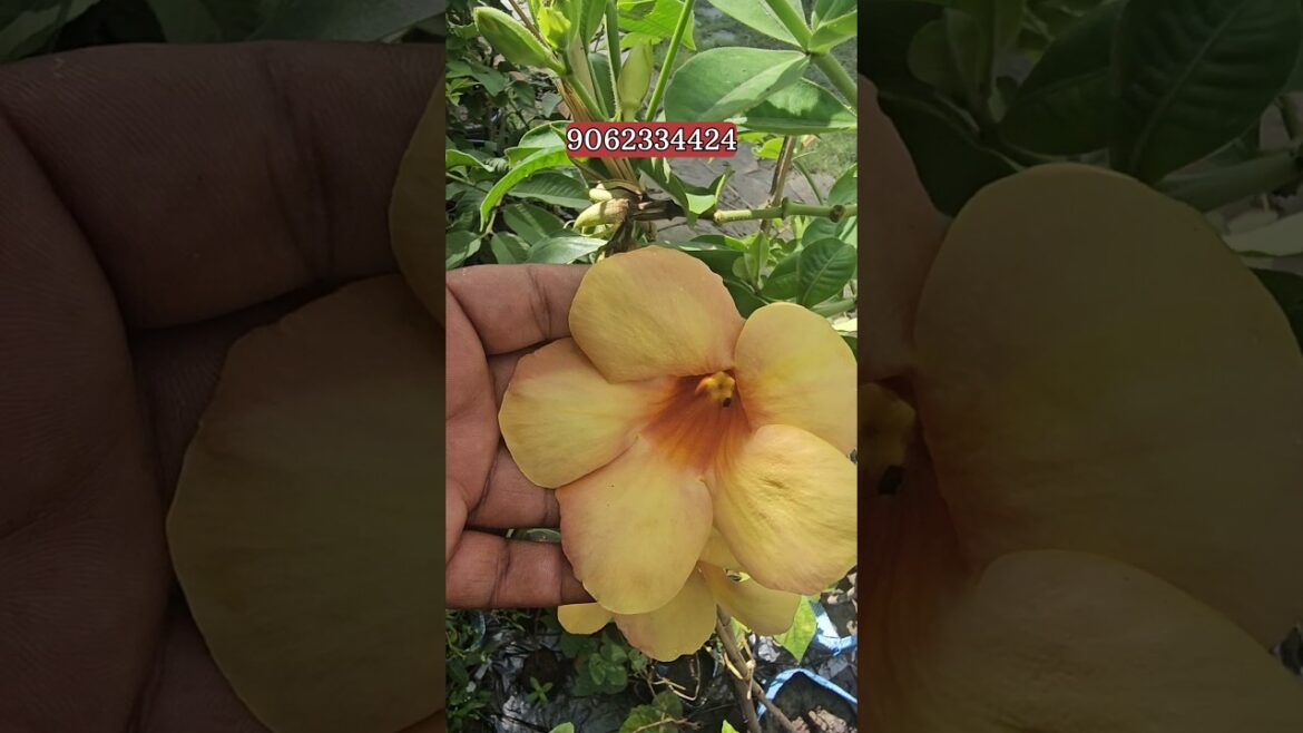 Allamanda Flower Colours | Allamanda Vine | Plants & Flowers | @gardening