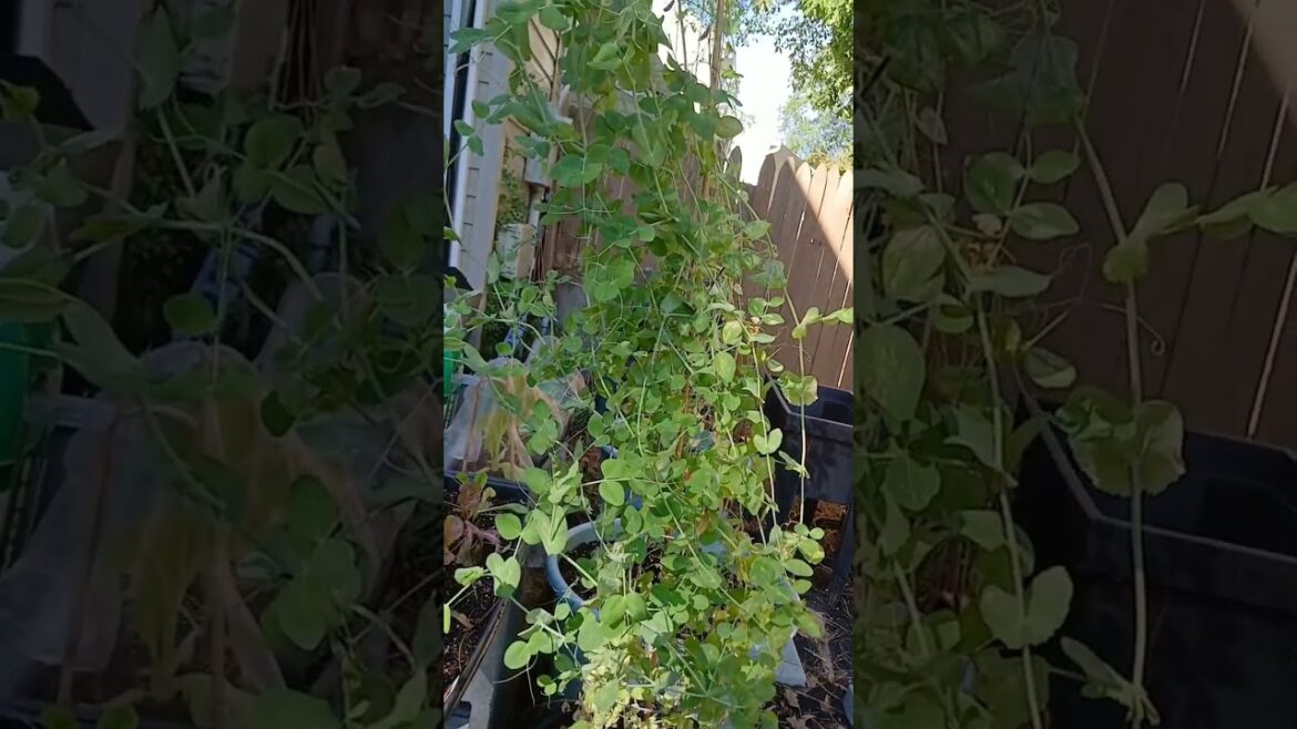 Unexpected Guest in The Garden 😊🧡| Small Space Gardening