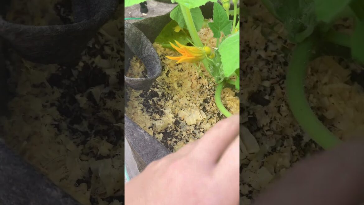 Are mushrooms bad for the garden? #containergardening #beginnergardening #gardenshorts Are mushrooms bad for the garden? #containergardening #beginnergardening #gardenshorts