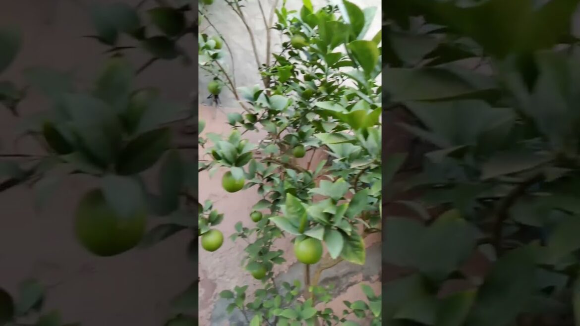 #house farming in fruits