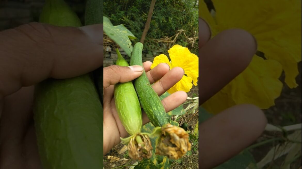 Sponge gourd harvested to make vegetable #nature #gardening #spongegourd #shorts Sponge gourd harvested to make vegetable #nature #gardening #spongegourd #shorts
