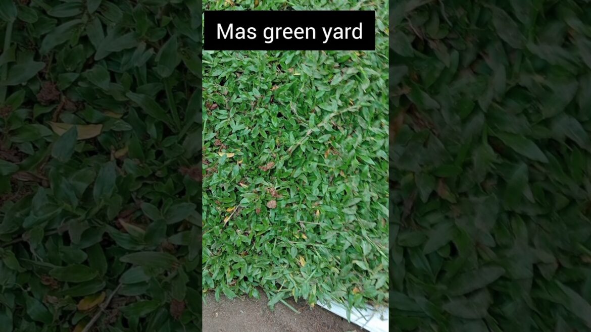 Pearl grass planting/garden ideas