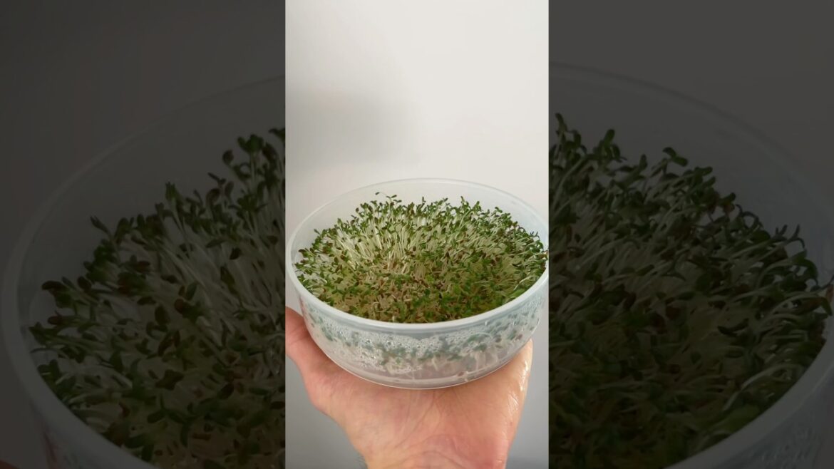 How to grow sprouts at home sprouts | At home | trays | gardening | beginners | ediblegardening