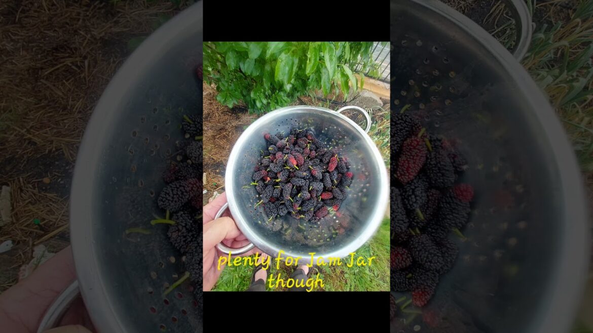 Gardening moments Mulberries