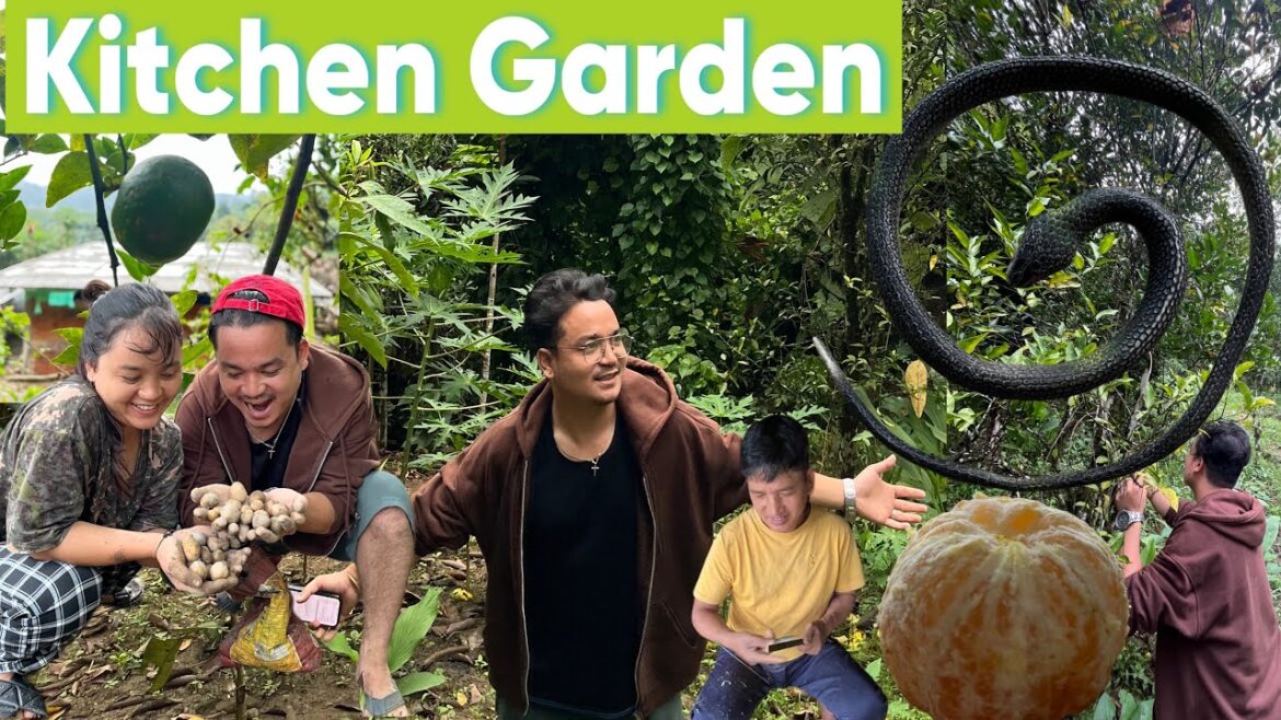 Cultivating Potatoes π₯ // Kitchen Garden // Daily Life Vlogs//Gardening Tips Cultivating Potatoes π₯ // Kitchen Garden // Daily Life Vlogs//Gardening Tips