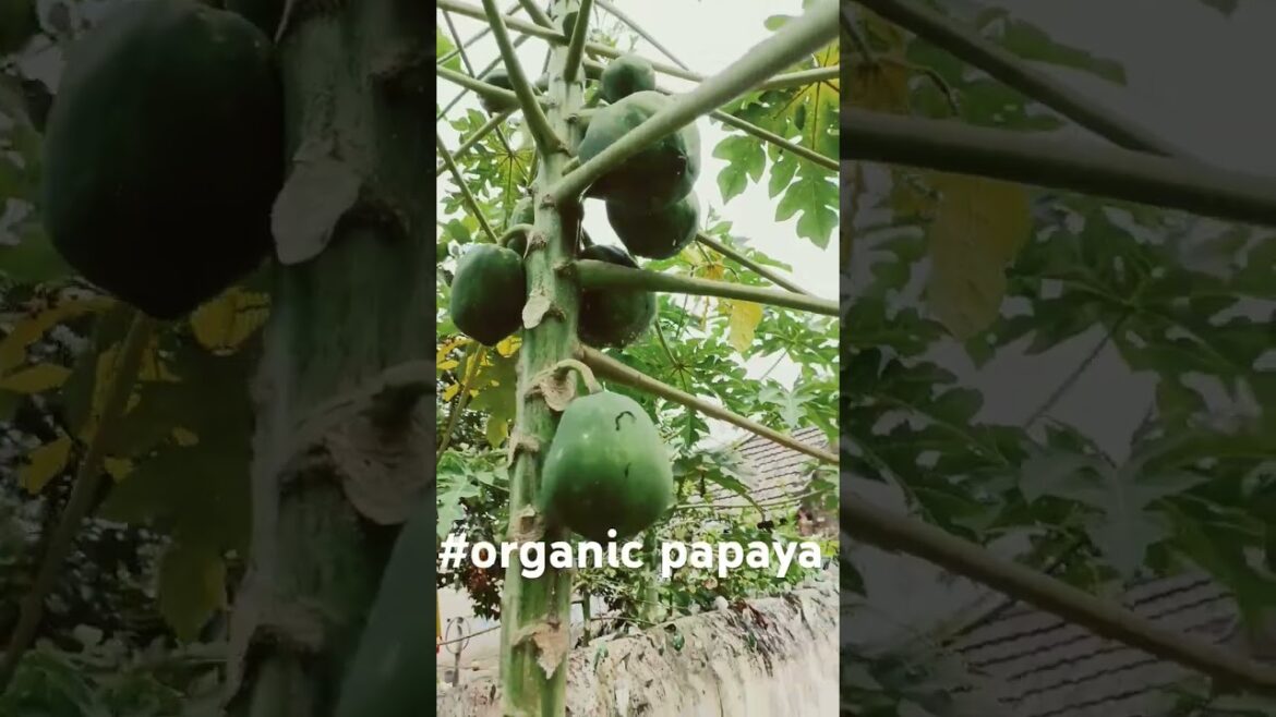 #beautiful #organic #papaya #vegetables #farming #indian #home #garden #desi #ideas #tips #shorts