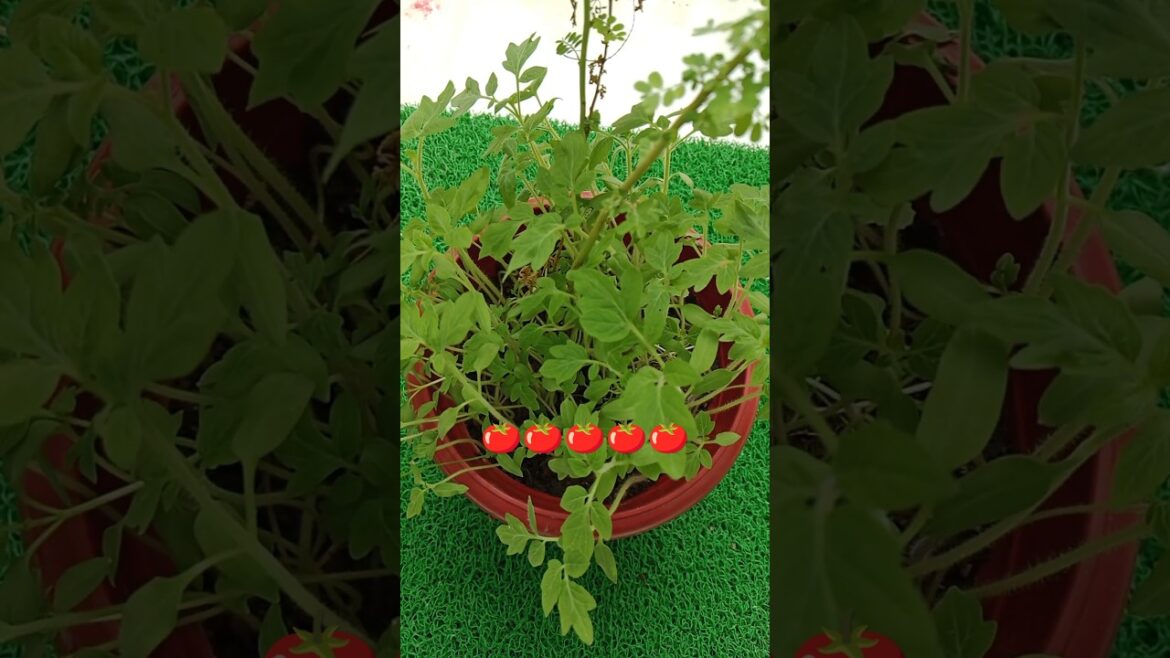 How to grow Tomato 🍅 plant #shorts#gardening#plants#garden