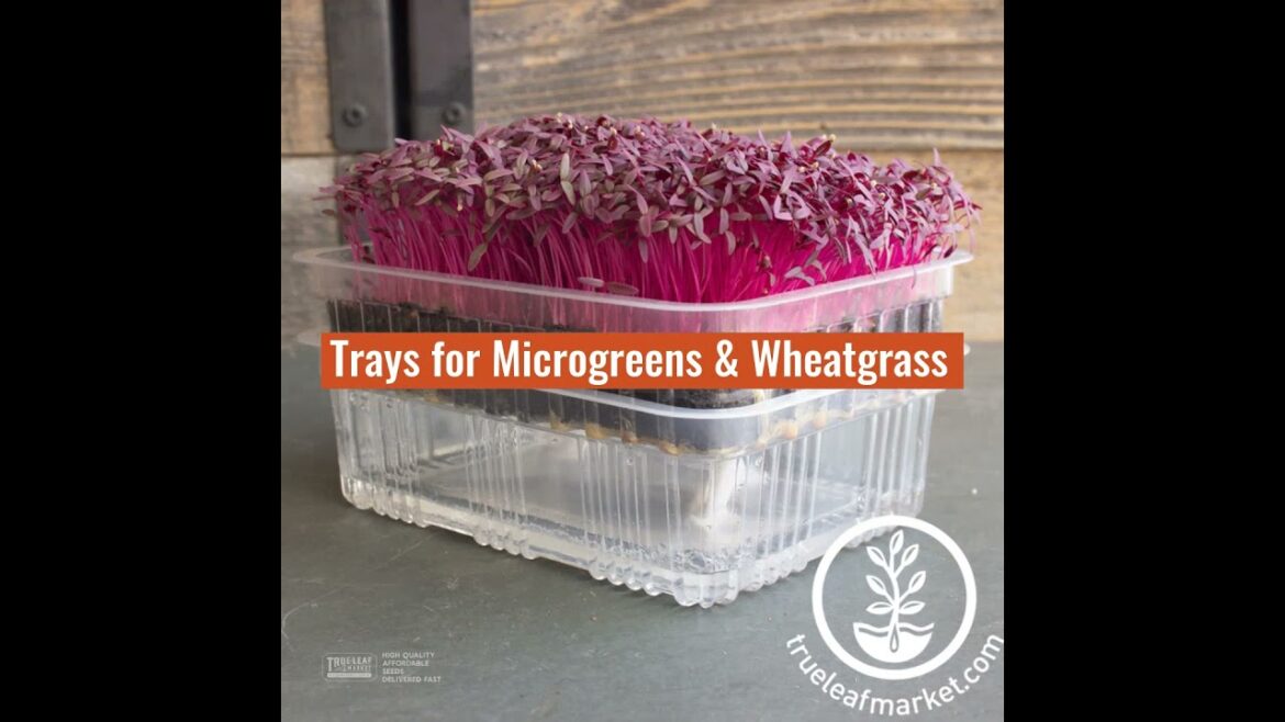 Gardening Trays & Growing Supplies from True Leaf Market Seed Company