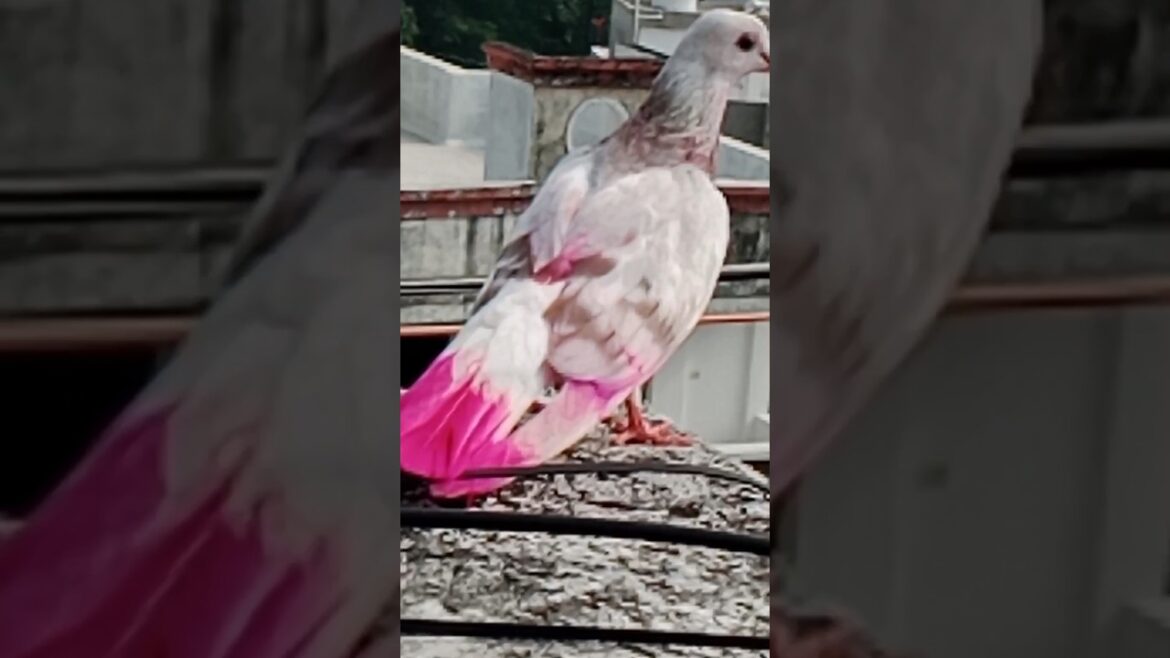 The Most Beautiful Bird in the Garden#shorts#gardening #pigeon #viralshort🕊️🕊️