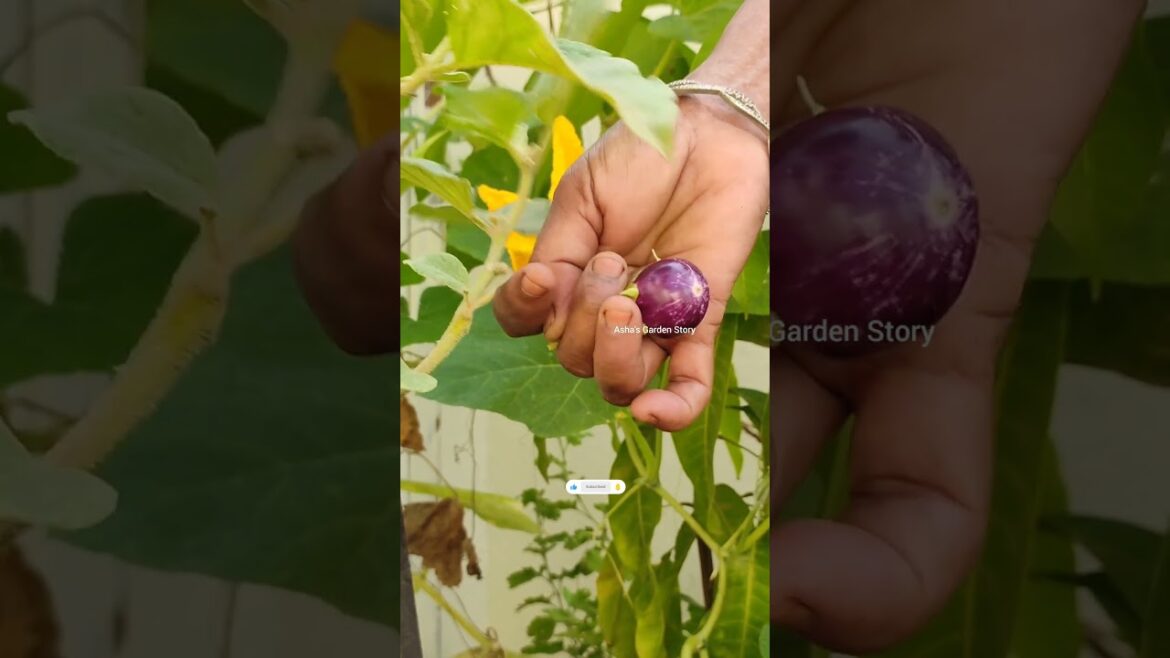 Vegetable Harvesting Video🔥Vegetable Garden✨हवाई आलू की बेल🌿सब्जिया कैसेउगाए#ashasgardenstory#shorts