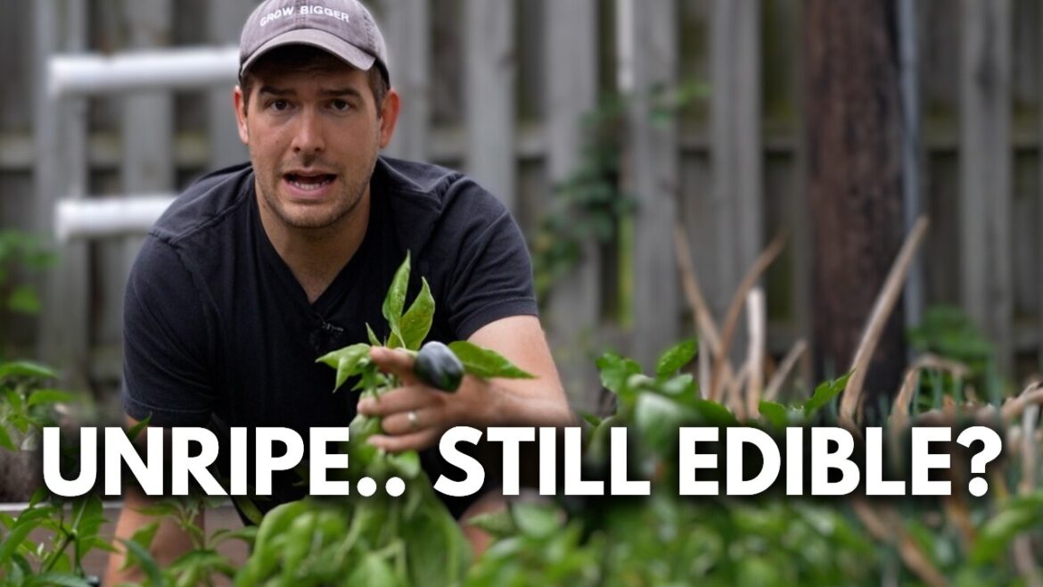 The Biggest LIE Gardeners Tell Themselves About RIPE Vegetables