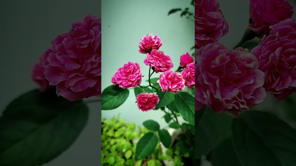 Beautiful Roses | Roses | Rose Plants #shortvideo #garden #shorts #rose