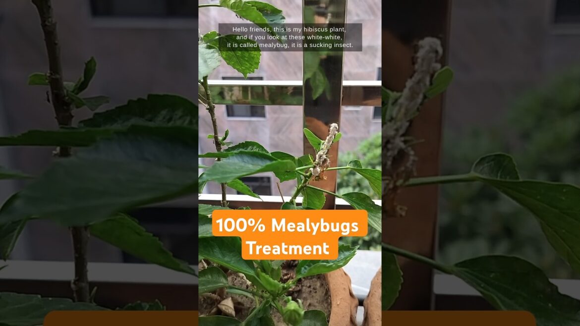 Mealybugs Treatment | 100% Effective Way #shorts #gardentips #garden
