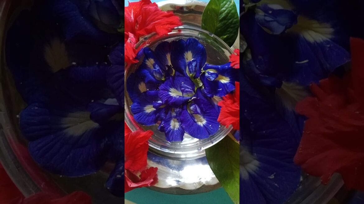 अपराजिता flower harvesting and flower decoration#shorts#gardening#floweringplant अपराजिता flower harvesting and flower decoration#shorts#gardening#floweringplant