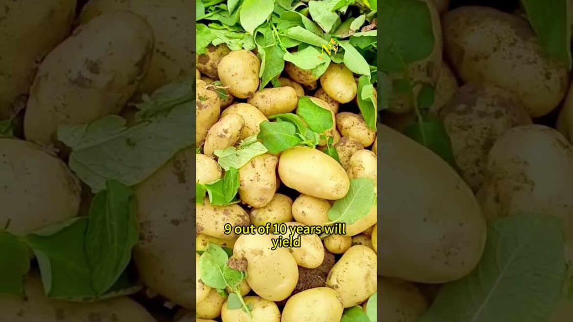 GARDENER shhould be known this Tips, GARDENER shhould be known this Tips,