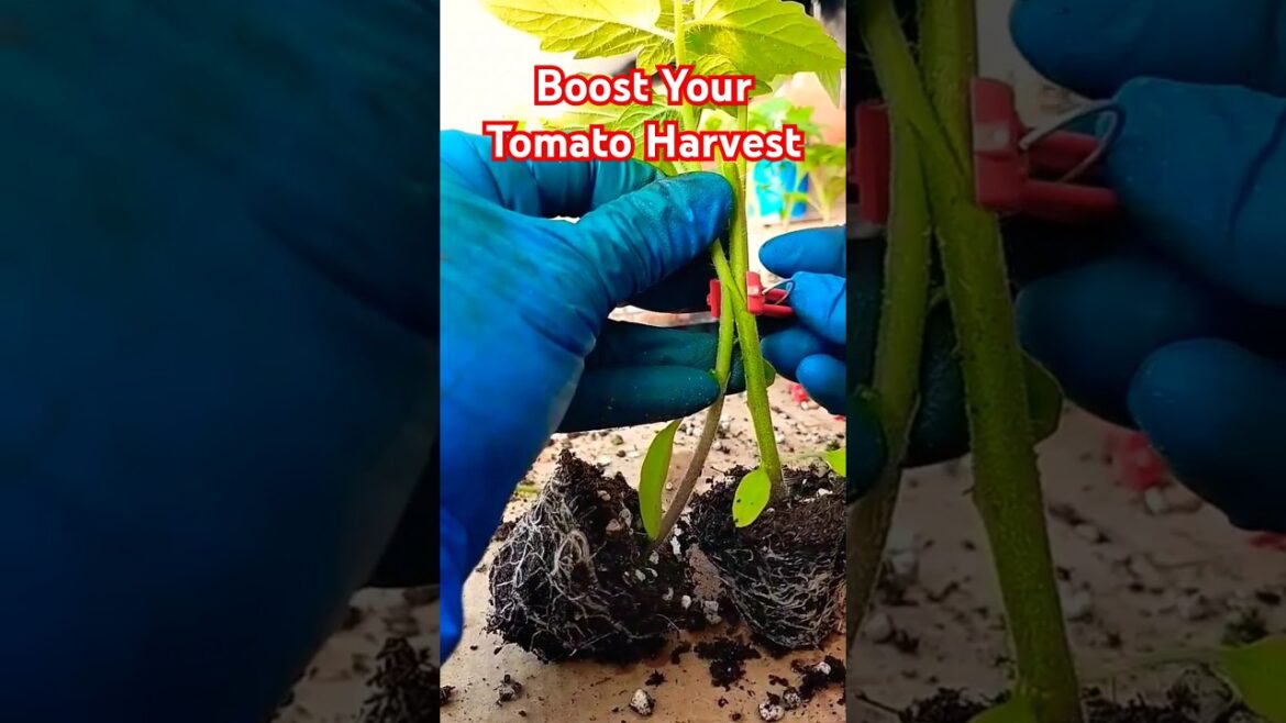 Simple Grafting Trick | Harvest More Tomatoes #garden #nature Simple Grafting Trick | Harvest More Tomatoes #garden #nature
