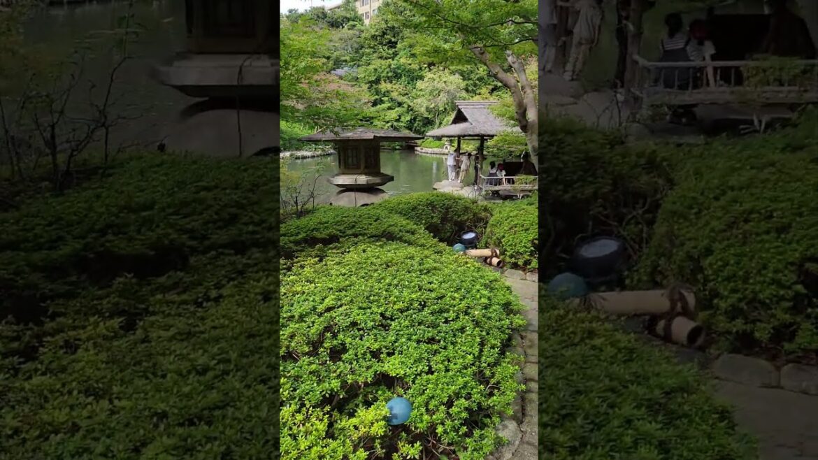 JAPANESE GARDEN KOI TOKYO