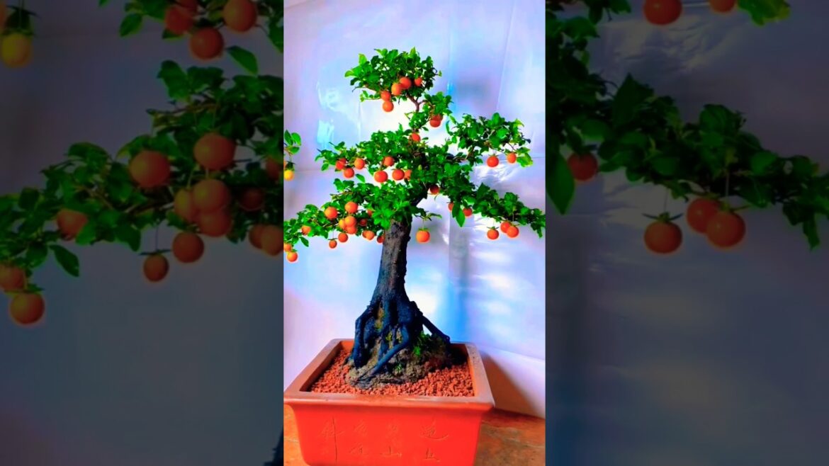 Chinese Bonsai Tree Crafting Made Simple #bonsai ##gardening