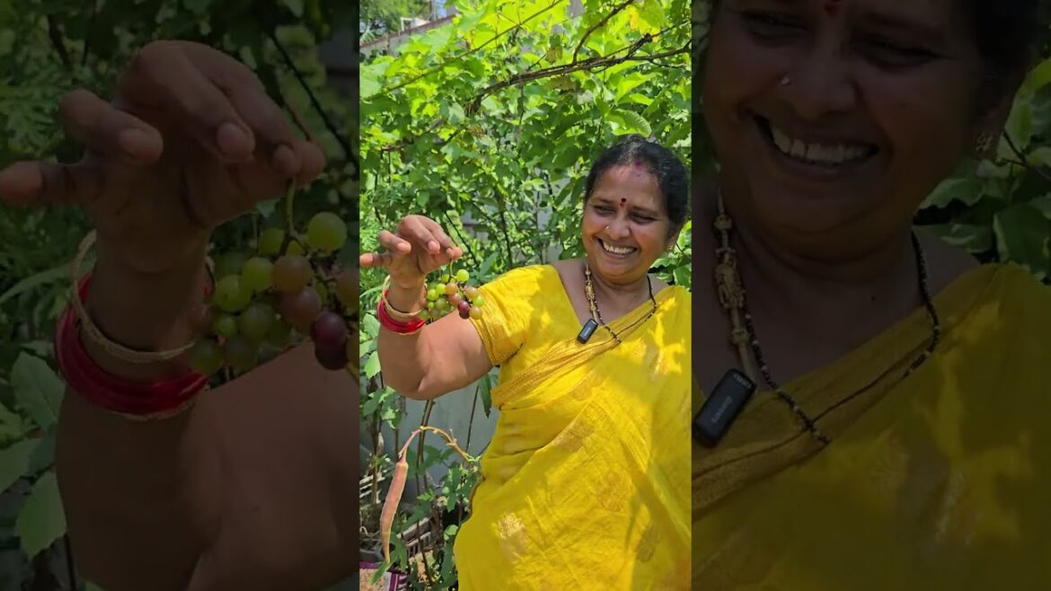 మిద్దె తోటలో ద్రాక్షపళ్ళు హార్వెస్ట్ #terracegarden #grape #harvesting #gardening #gardentips