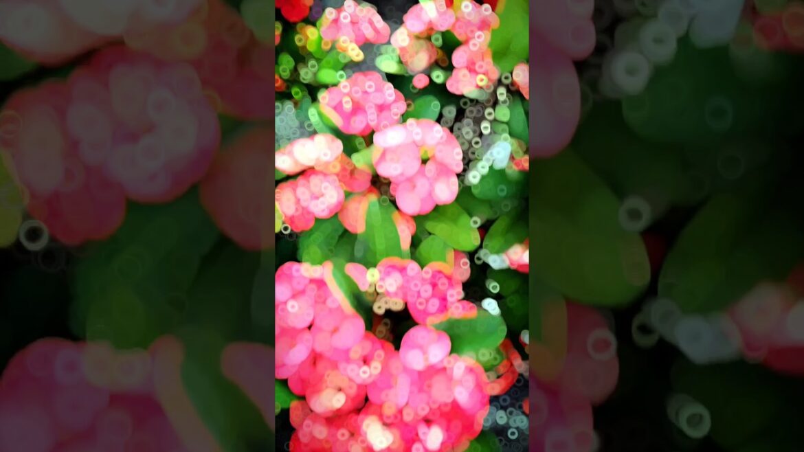 Tips For Desert Rose| How To Grow Desert Rose #shortvideo #garden #nature #shorts #gardening Tips For Desert Rose| How To Grow Desert Rose #shortvideo #garden #nature #shorts #gardening