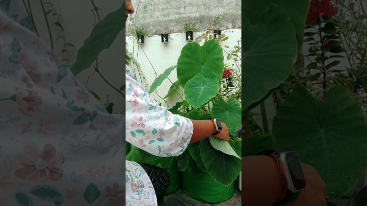 Today I picked some vegetables from my garden #terrace #short #gardeningtips #organicvegetable