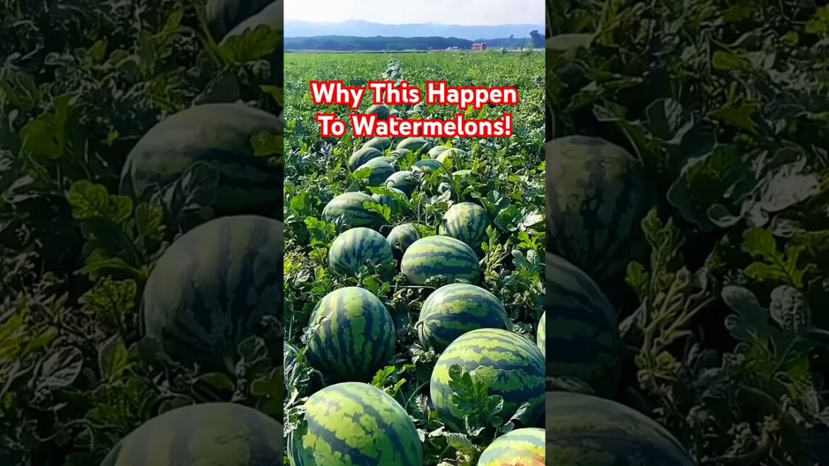 Effortless Finger Tap Watermelon Cutting: A Mesmerizing Technique! #gardening #agriculture Effortless Finger Tap Watermelon Cutting: A Mesmerizing Technique! #gardening #agriculture