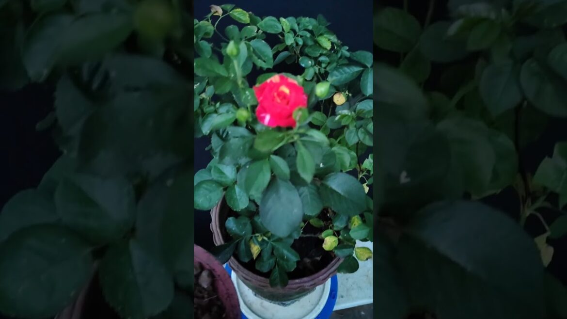 Tips For Rose Plant | How To Care Rose Plant #shortvideo #bagwani #plant #growing #shorts