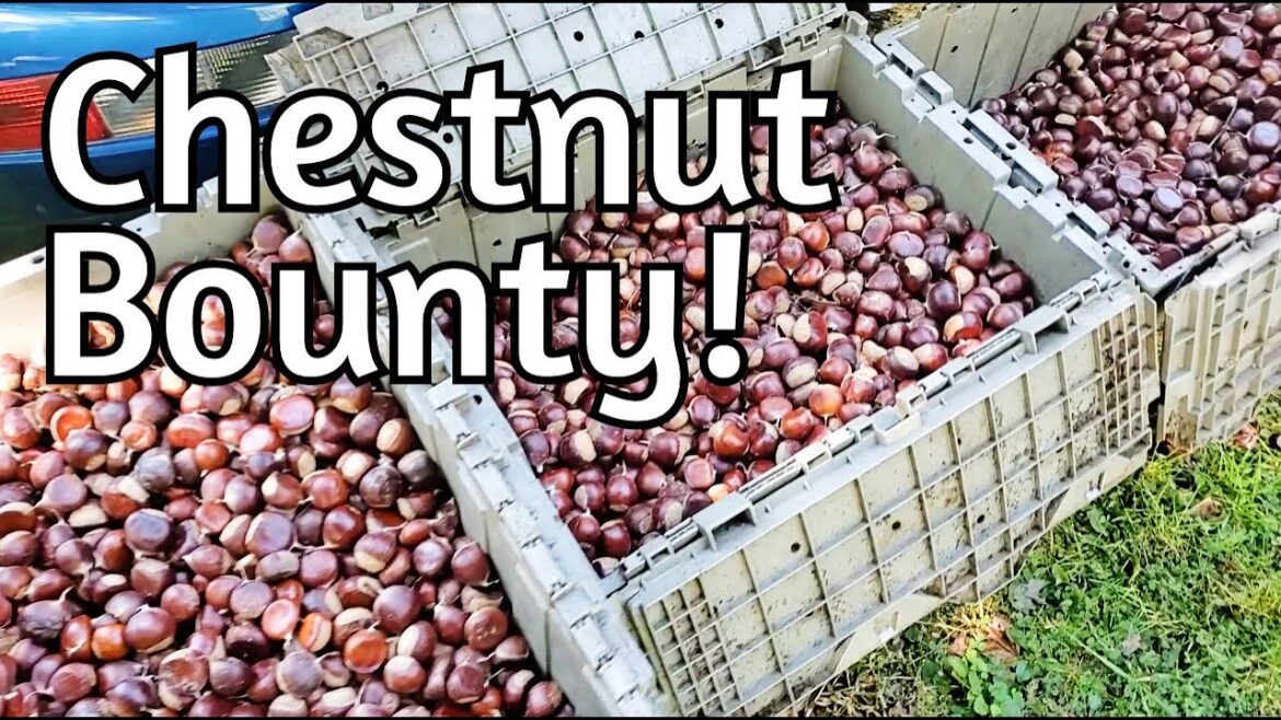 Chestnut Harvest 2024!