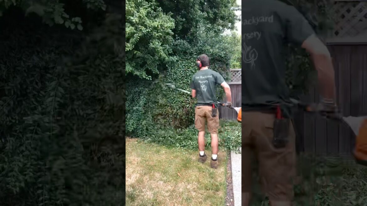 Hedge Trimming Timelapse #shorts #landscaping