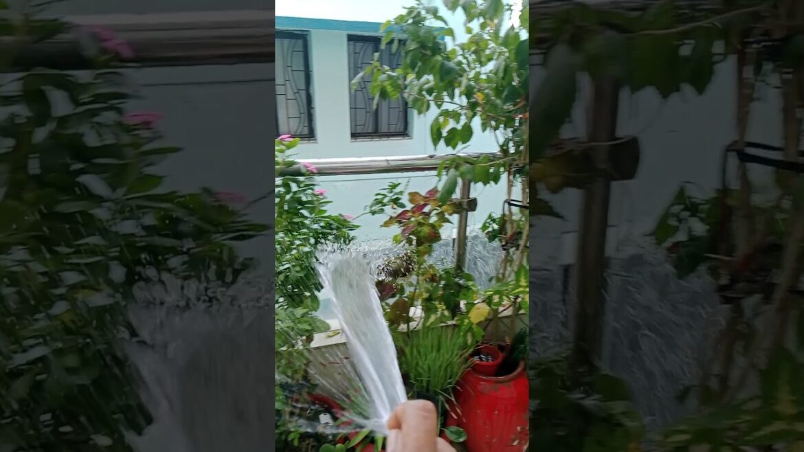 पौधे मे पानी देने का आसान तरीका#shorts#gardening#water#plants#viral_video