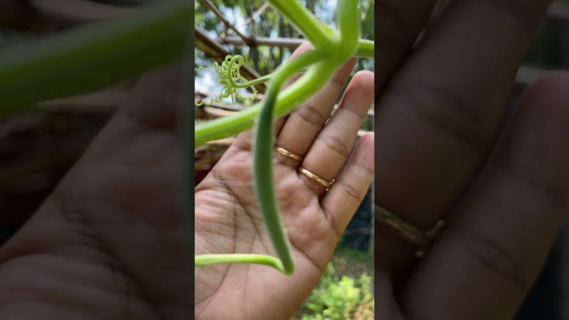 Daily life gardener by meimei / tips for growing/ enjoy with organic vegetable #shorts #gardening