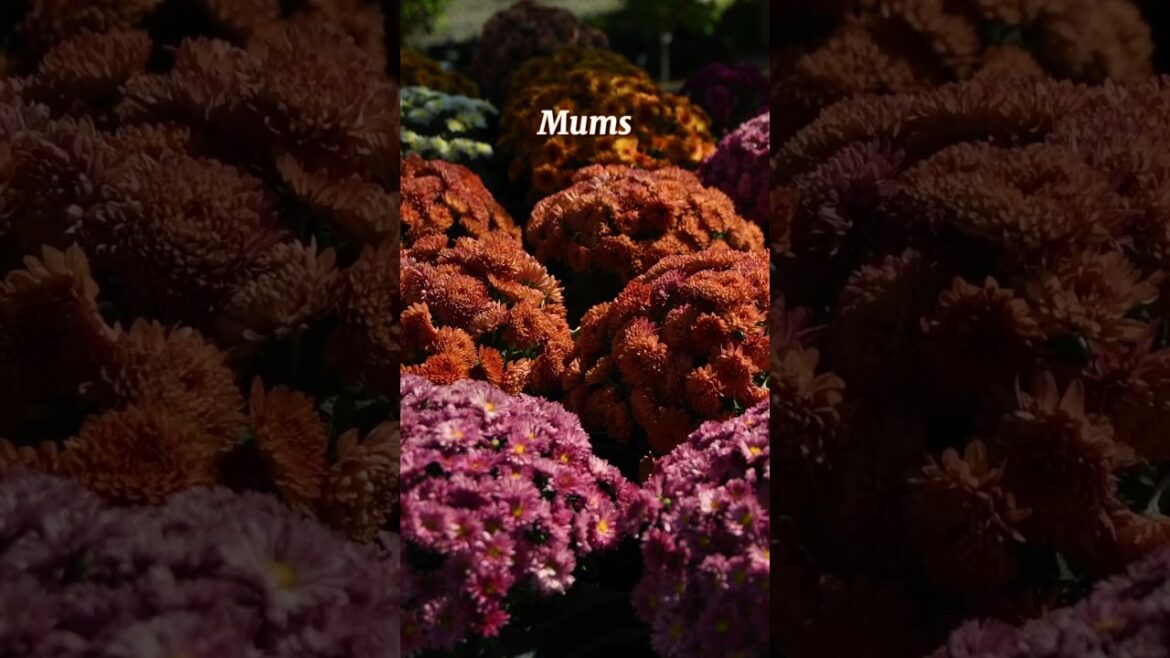 Thrillers, Fillers and Spillers - Oh My!! - The Fundamentals of Container Garden Design