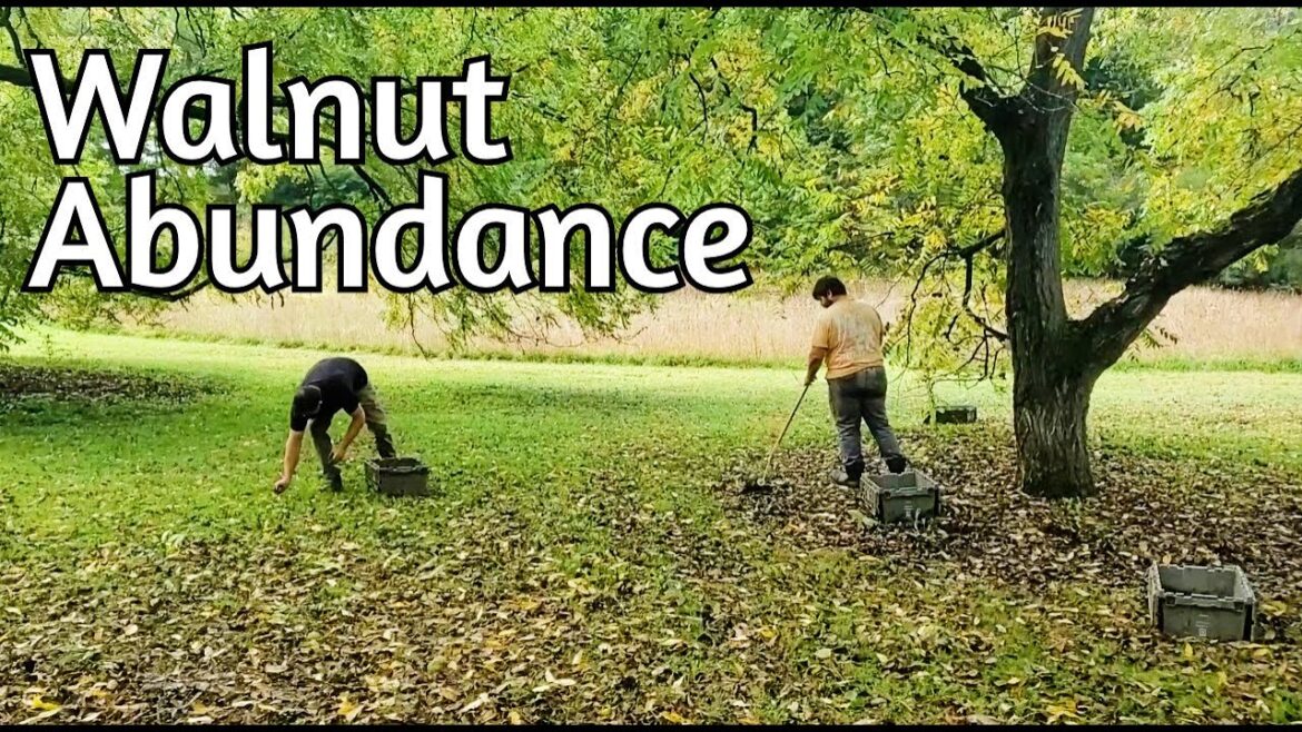 Black Walnut Harvest and Processing (2024 edition)