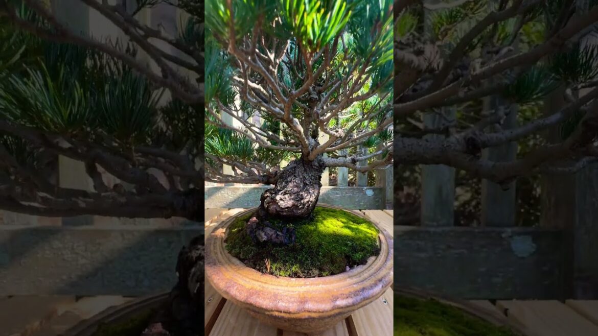 Japanese White Pine Bonsai #bonsai #bonsaitree #tree #garden #gardening #plants