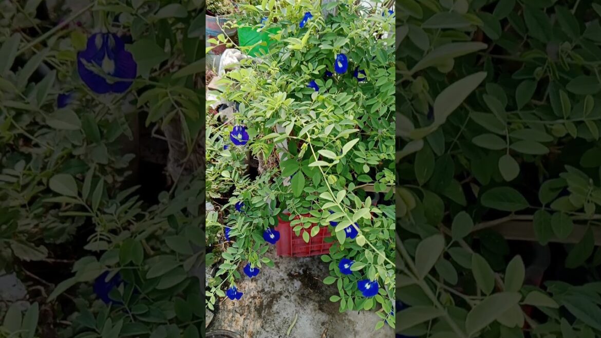 अपराजिता का पौधा घर मे लगाने के लाभ#shorts#aprajitaplant #viralshorts #garden अपराजिता का पौधा घर मे लगाने के लाभ#shorts#aprajitaplant #viralshorts #garden