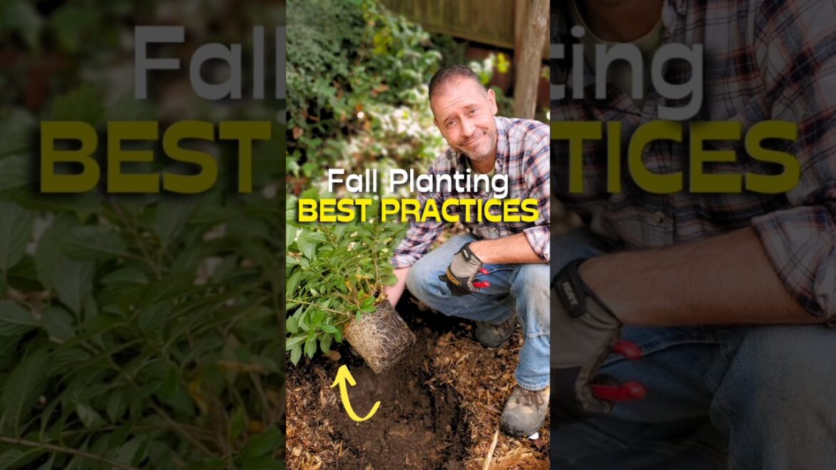 Perennial Planting Tips You NEED To Know Perennial Planting Tips You NEED To Know