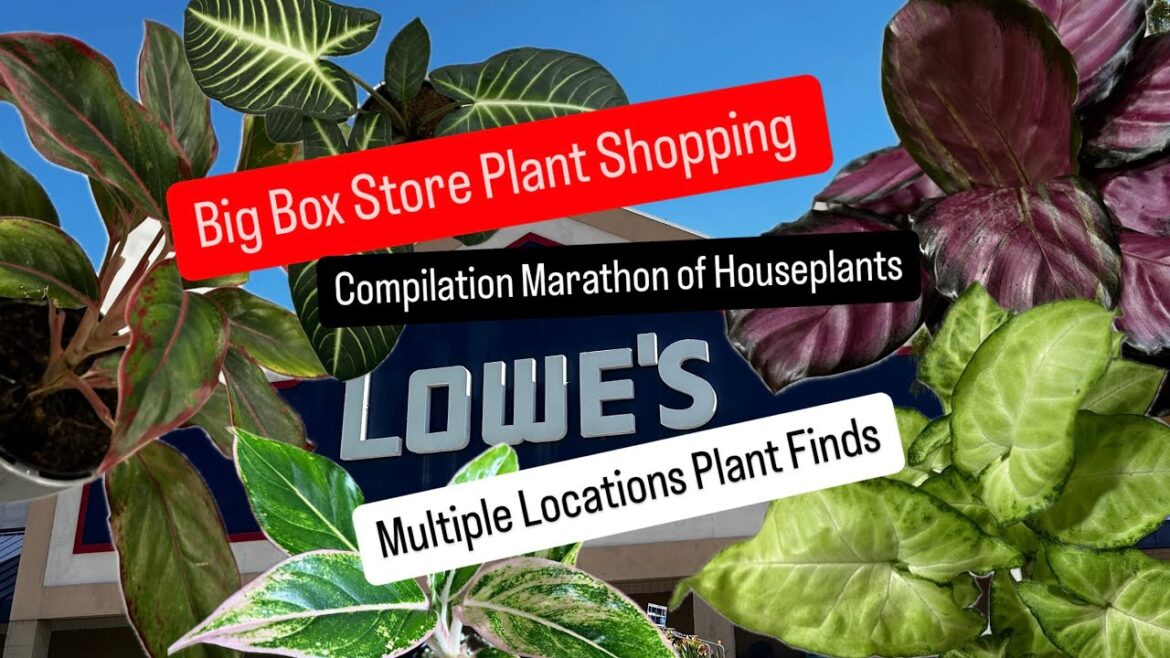 Big Box Store Plant Shopping Compilation of Indoor Outdoor Plants Costa Farms Urban Jungle FInds