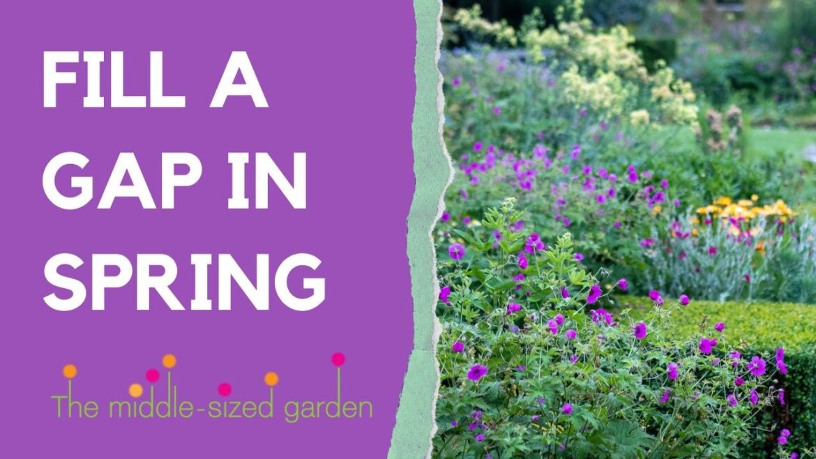 8 Beautiful Border Plants + Expert Planting Tips! 8 Beautiful Border Plants + Expert Planting Tips!