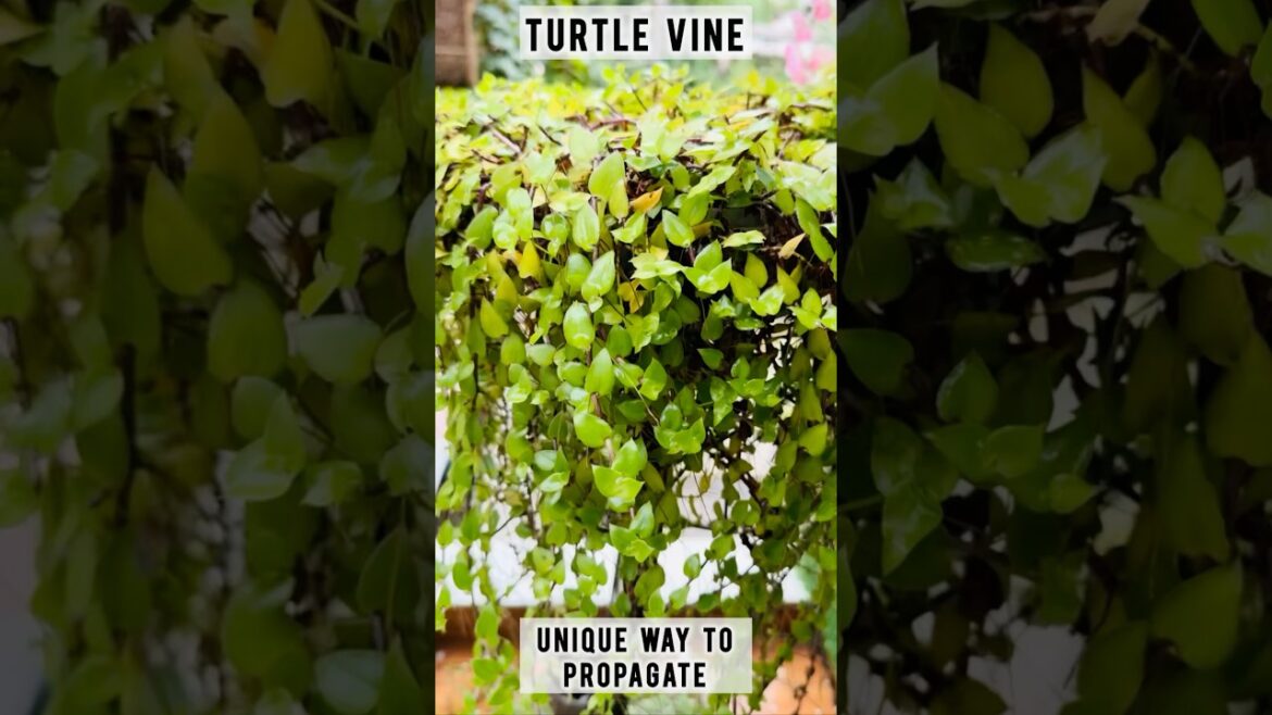 Unique Way to Grow Turtle Vine || #gardening #plants #homedecor #shorts Unique Way to Grow Turtle Vine || #gardening #plants #homedecor #shorts
