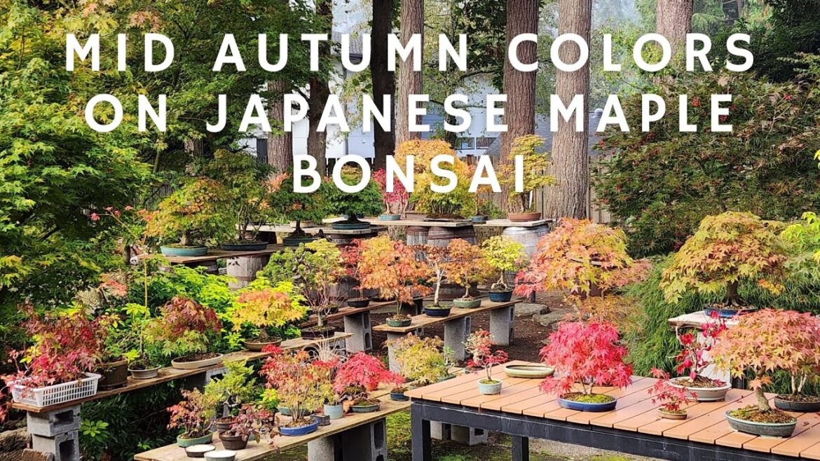 Mid-Autumn Colors on Japanese Maple Bonsai