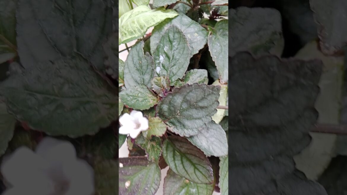 क्या आप इस जादुई पौधे का राज जानते है #medicine plant#metal leaf#shorts#gardening