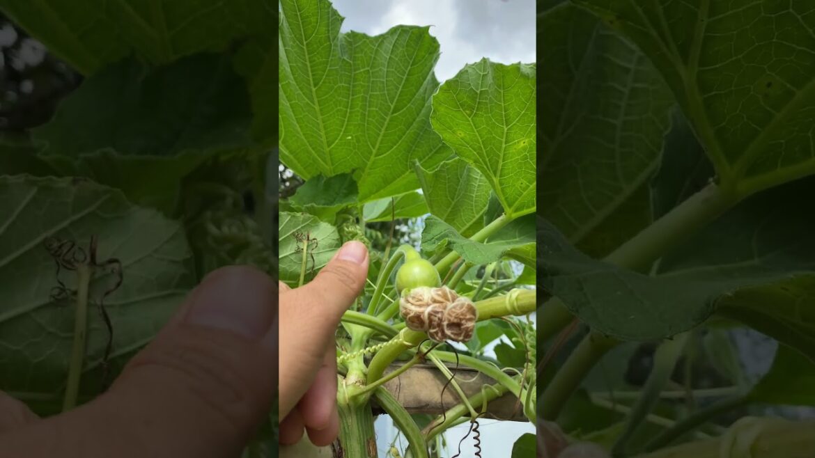 Daily life gardener by meimei / tips for growing/ enjoy with organic vegetable #shorts #gardening Daily life gardener by meimei / tips for growing/ enjoy with organic vegetable #shorts #gardening