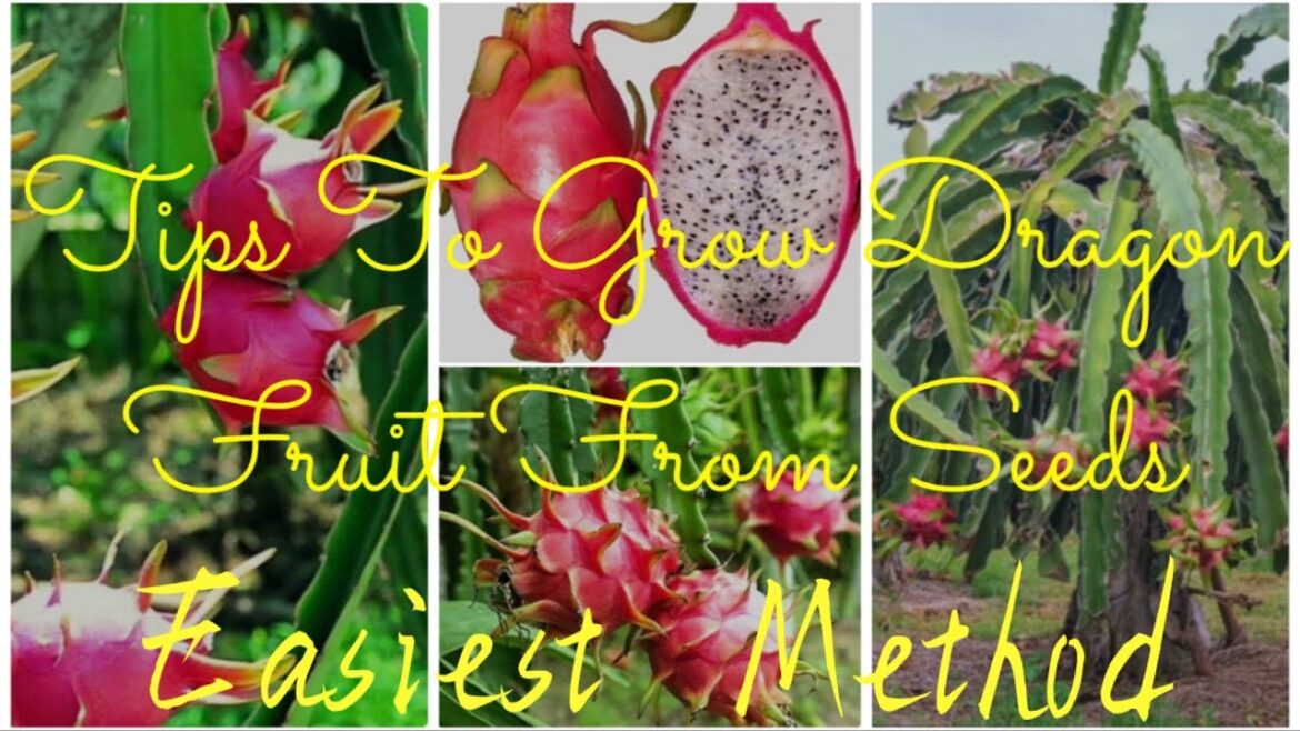 Tips To Grow Dragon Fruit From Seeds #seedtosproutgardening #dragonfruit #gardeningtips #gardening