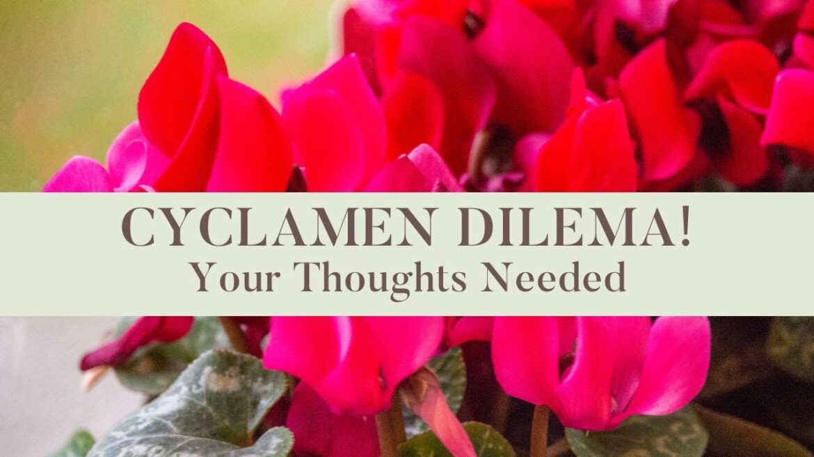 Cyclamen Dilemma: Your Thoughts Needed! 🌿💭