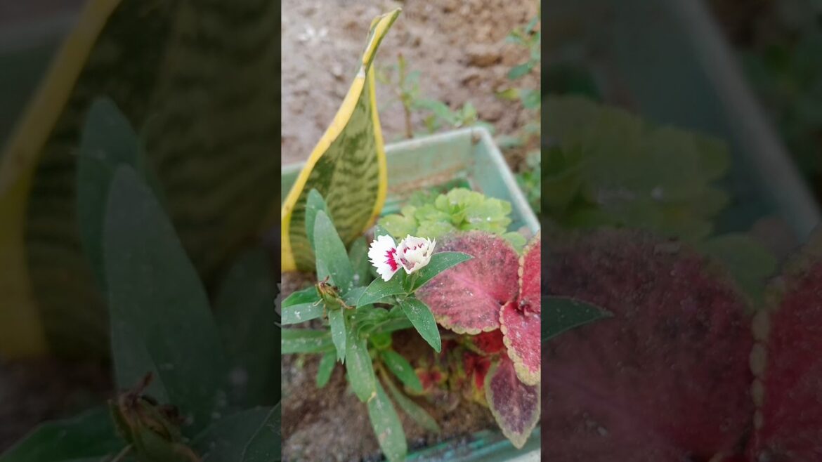 Original vegetable harvesting#shorts #vegetables #viralvideo Original vegetable harvesting#shorts #vegetables #viralvideo