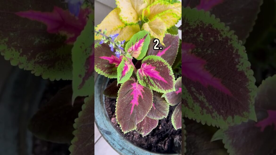 🌈 Which color would you choose? #coleus #houseplants #containergarden