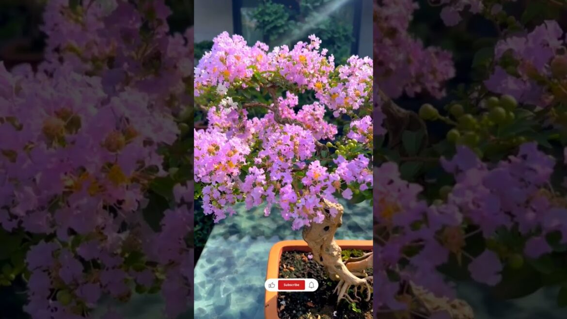 The Artistry of Bonsai: China’s Miniature Wonders #bonsai #gardening The Artistry of Bonsai: China's Miniature Wonders #bonsai #gardening