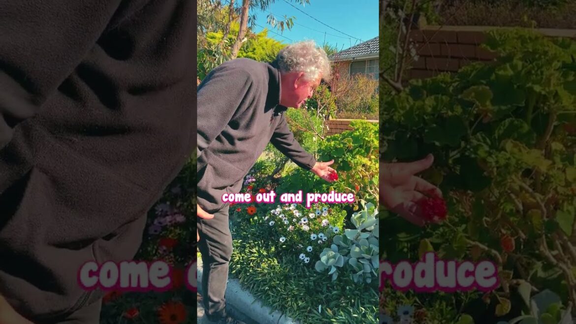 Turn your Nature Strip into a green Oasis.🌈