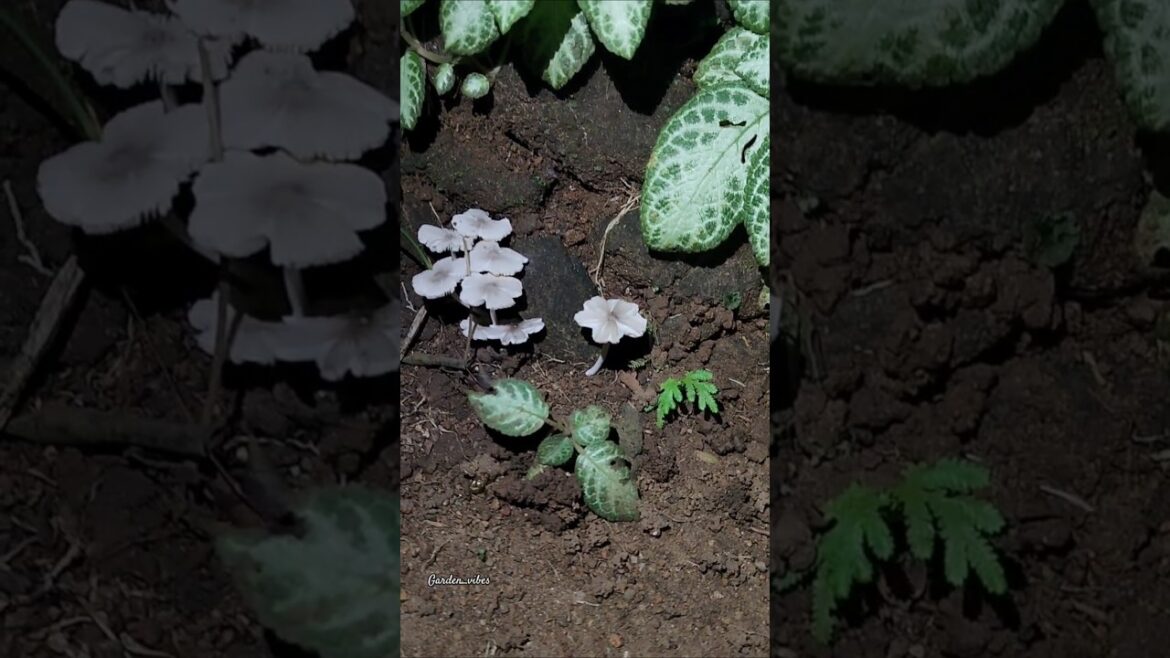 🍄🍄അരികൂൺ The edible one#mushroom #garden_vibes #ediblemushrooms  #nature #garden #thunder #thuglife